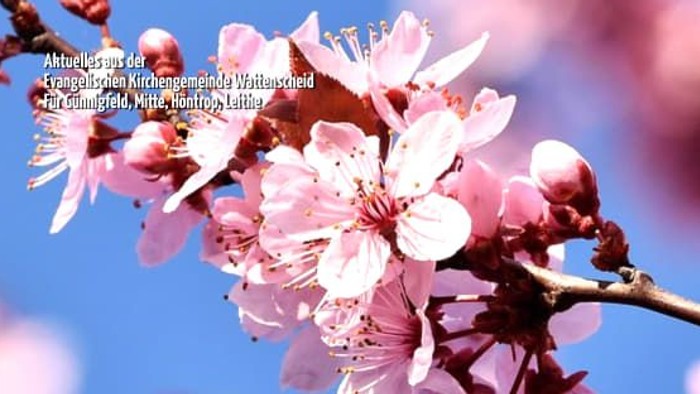 Ein Kirschblütenzweig ziert das Cover der Kleinen eva, Es ist eine doppelausgabe für März und April.