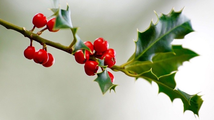 Stechpalmenzweig mit roten Beeren und grünen Blättern.