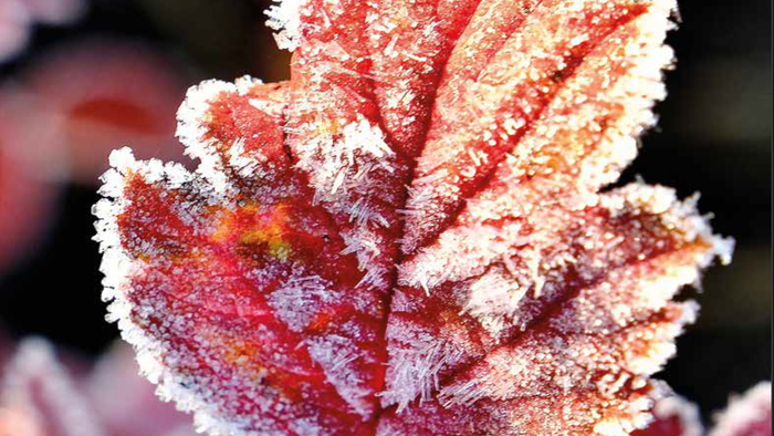 winterliches Blatt mit Frost