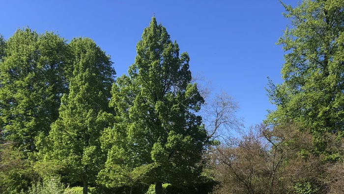 Tre høje stedsegrønne træer står markant mod en klar blå himmel, omgivet af mindre løvfældende træer.