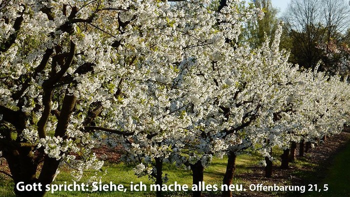 Blühende Bäume und Jahreslosung