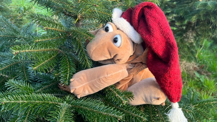Die kleine Schildkrötenhandpuppe sitzt in einer Tanne und umarmt diese. Sie hat eine Nikolausmütze auf.