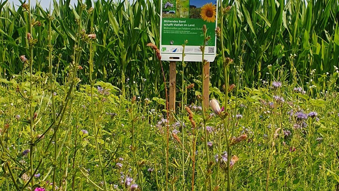 Begrünte Fläche mit Wildblume und Informationsschild 