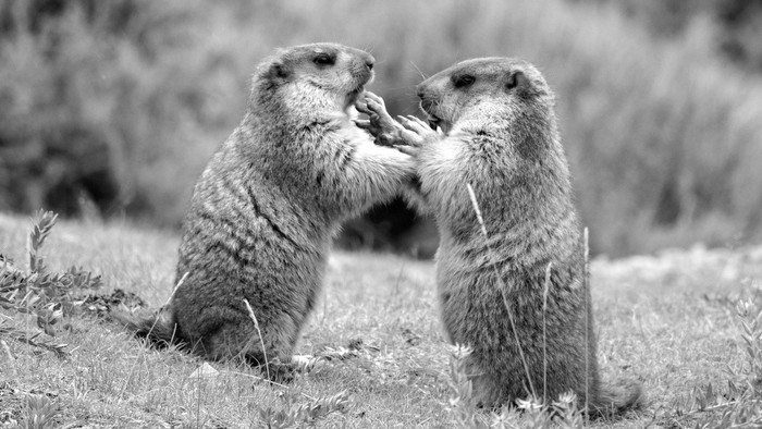 Zwei Präriehunde kämpfen auf einer Wiese in Schwarzweiß