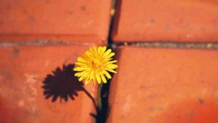 Löwenzahnblüte zwischen Pflastersteinen