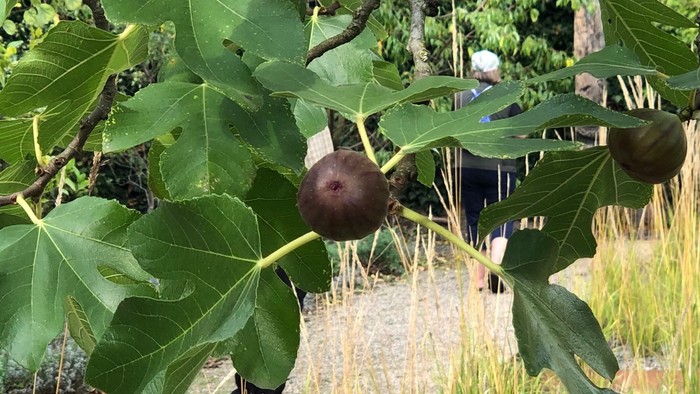 Nahaufnahme an einem Feigenbaum. Die Bläzer siind fest und grün. Einige dunkele Früchte.