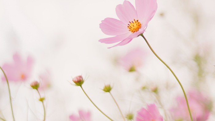 A close-up of pink flowers in a field, with a soft, blurred background.
