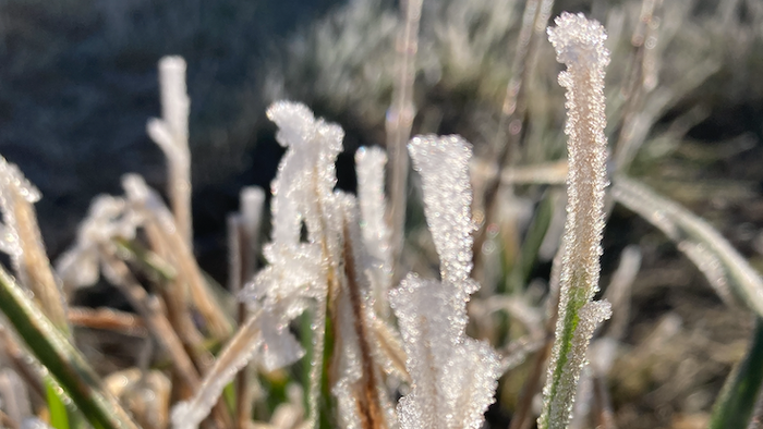 Zarte Frostkristalle bedecken die Spitzen vertrockneter Grashalme in einer winterlichen Szene.