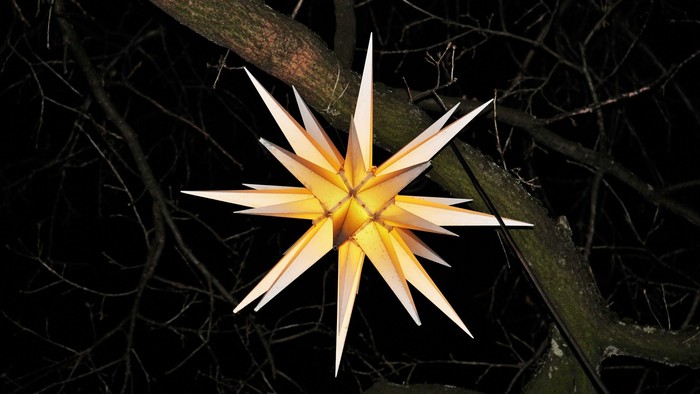 Eine einzelne weiße Blume mit gelber Mitte hebt sich vor dunklem Hintergrund ab.