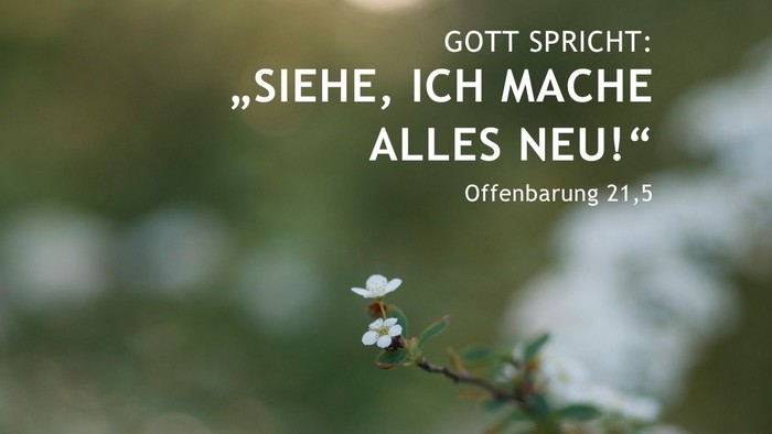 Zweig mit Blüte, dazu die Jahreslosung aus Offenbarung 21,5.