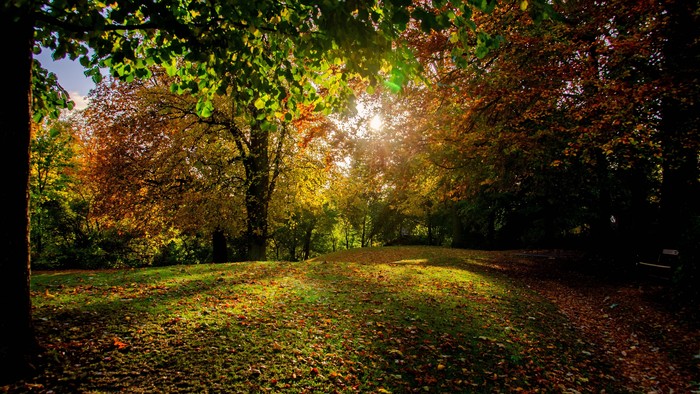 Skovparti med nedgående sol der lyser gennem bladene.