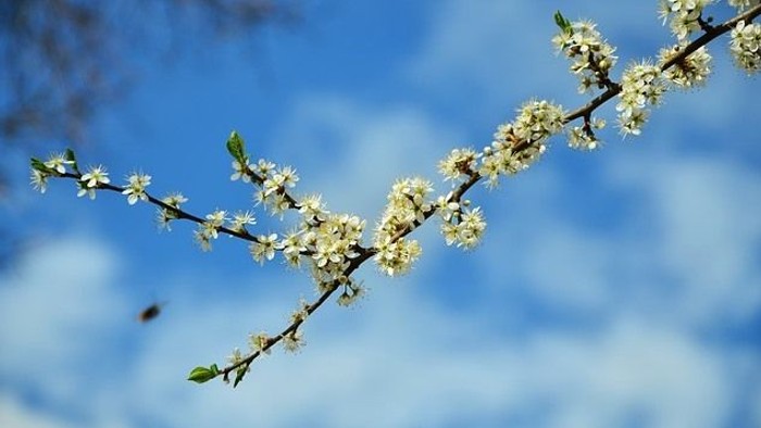 Ein Zweig mit weißen Blüten vor blauem Himmel