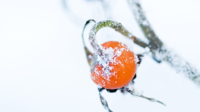 Lyse orange bær dækket af frost på en vintergren mod en snedækket baggrund.