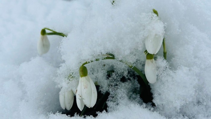 Schneeglöckchen, die durch eine Decke frischen Schnees im Winter lugen.