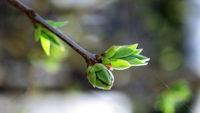 Neue Knospen sprießen an einem Baumzweig mit frischen grünen Blättern im sanft unscharfen Hintergrund.