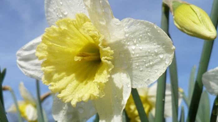 En blomst med hvide og gule farver og dråber på blærene