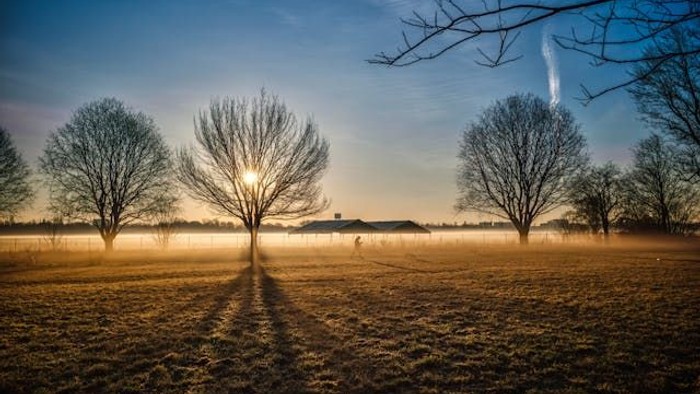 Stille Dämmerungslandschaft mit kahlen Bäumen, die sich als Silhouetten vor einem nebligen, goldgetönten Feld abzeichnen.