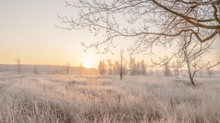 Mit Raureif bedecktes Feld bei Sonnenaufgang mit kahlen Bäumen, die sich gegen den goldenen Himmel abzeichnen.