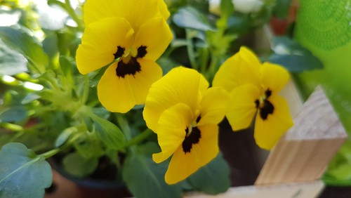 Wir begrüßen den Frühling :)