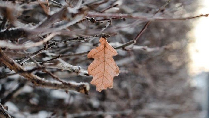Winter, Zweig, Natur