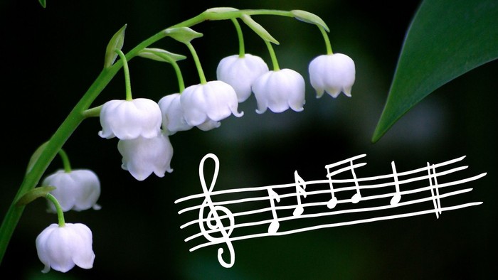 Weiße Blumen und Notenlinien auf grünem Hintergrund