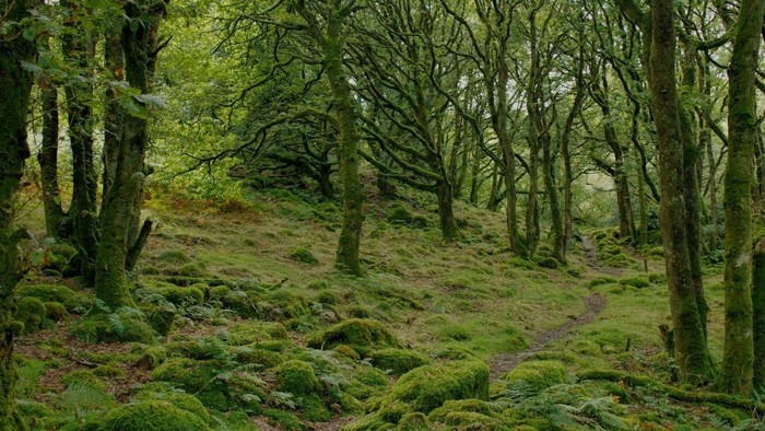 Foto eines Waldes, Bäume auf bemoostem Grund