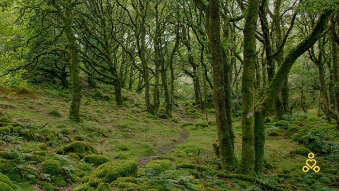 Foto eines Waldes, Bäume auf bemoostem Grund