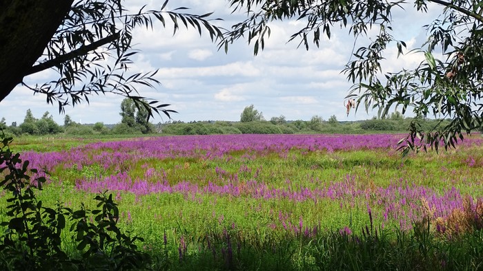 Lebhafte violette Wildblumen erstrecken sich über eine üppige, grüne Wiese unter einem teilweise bewölkten Himmel.