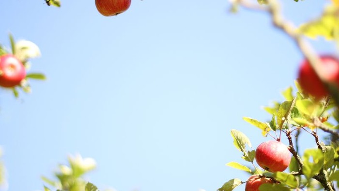 Rote Äpfel hängen an grünen Zweigen vor blauem Himmel