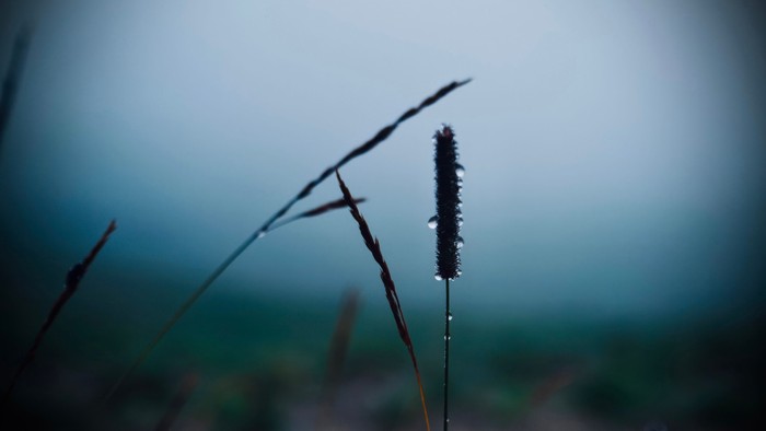 Gräser mit Regentropfen auf einer Wiese