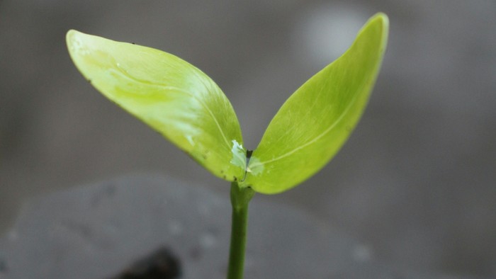 Setzling im Wachstum (Symbolbild)