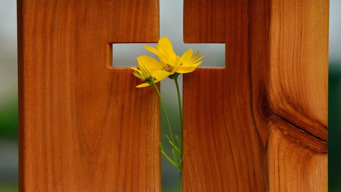 Ein hölzernes Kreuz mit einer gelben Blume darin.