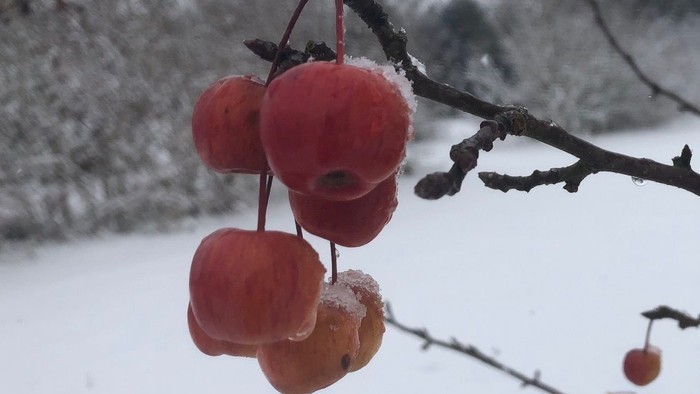 Rødgrønne æbler hænger på gren i sneen