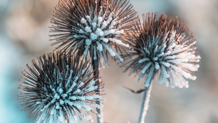 Frostede blomsterstande i naturen