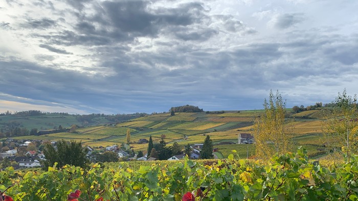 Weinberg mit herbstlichem Laub, das sich über sanfte Hügel erstreckt, unter dramatischem, bewölktem Himmel.