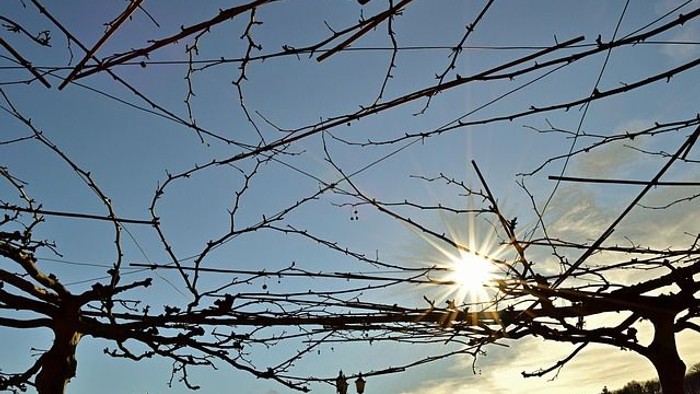 Zusammenwachsende Zweige vor blauem Himmel mit Sonnenschein