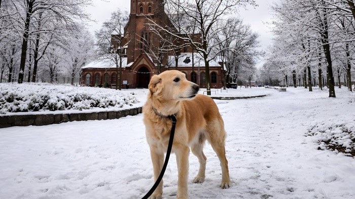 Titelbild der 72. Ausgabe des Gemeindemagazin "Evangelisch in Tiergarten". Auf dem teils KI generierten Bild ist ein Hund vor der Heilandskirche zu sehen. Der Blick vom Otto-Park aus ist durch die Ergänzungen der KI verfremdet.
Themen im Magazin:
Seite 4-