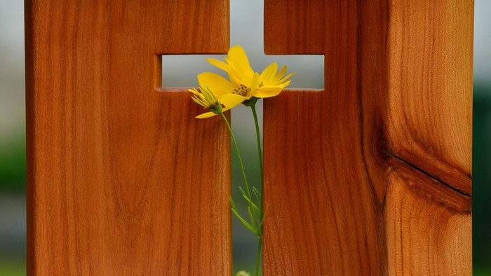Ein hölzernes Kreuz mit einer gelben Blume darin.