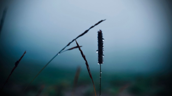 Nahaufnahme eines taubedeckten Grasährchens vor einem nebligen, unscharfen Hintergrund.