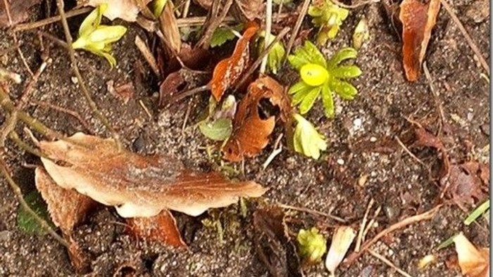 En small, brun sopp i mosen med grønne planter og tørre blader omkring.