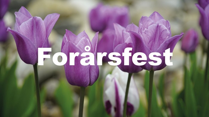 Farverige forårstulipaner med teksten 