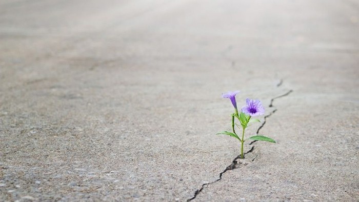 Eine kleine violette Blume sprießt beharrlich durch eine rissige Betonoberfläche.