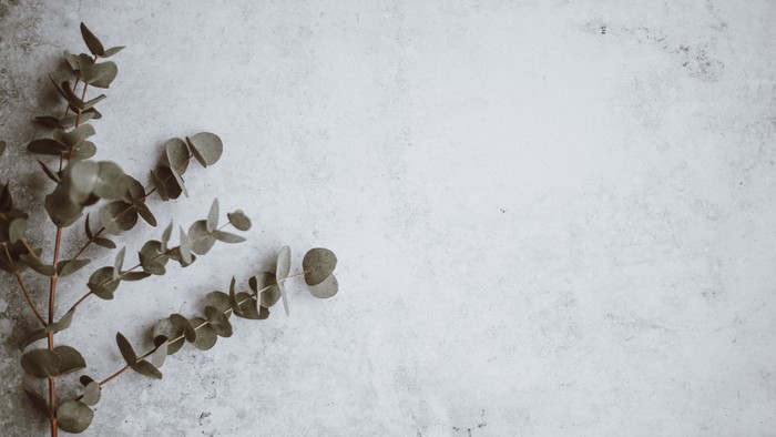 Einige Eukalyptusblätter auf einer hellen, rauen Oberfläche