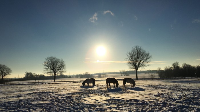 Tre heste græsser fredeligt på en sneklædt mark under en klar vintersol.