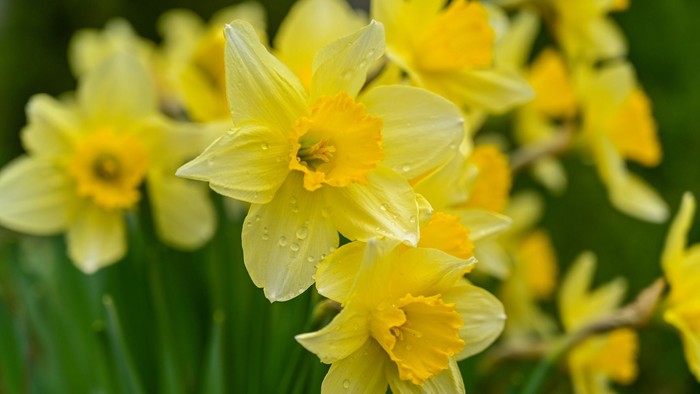 Guldaar med bløde blomster og dråber.