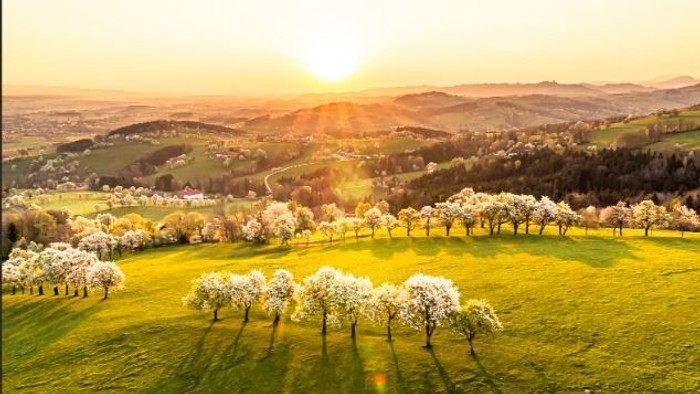 Eine friedvolle Landschaft blühender Obstgärten, umhüllt vom goldenen Licht der untergehenden Sonne über sanften Hügeln.