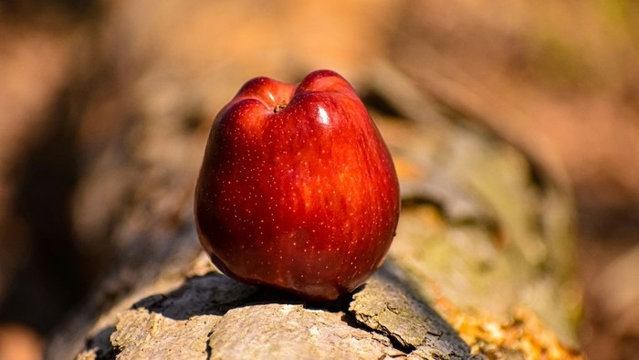 Eine leuchtend rote Apfel liegt auf einem rauen, strukturierten Baumast.