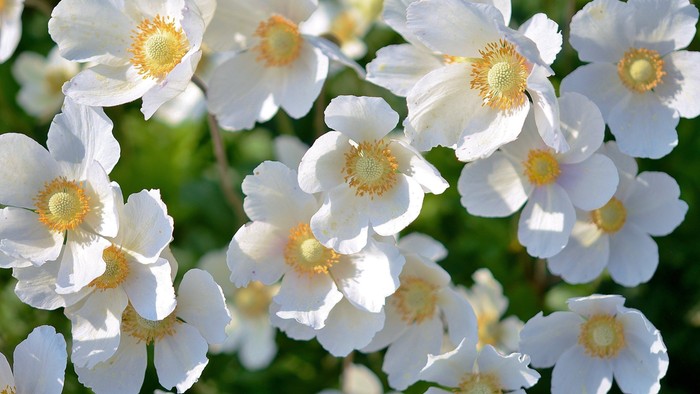 Sarte hvide anemoner med gule centre blomstrer tæt i naturligt sollys.