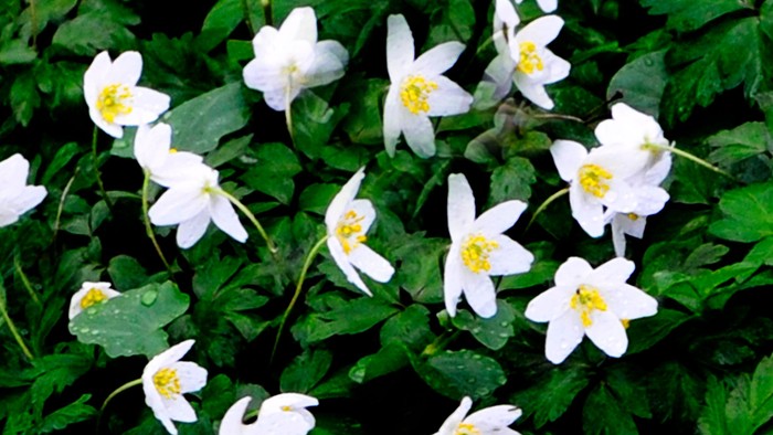 En grøn busk med mange hvide blomster med gule midter.