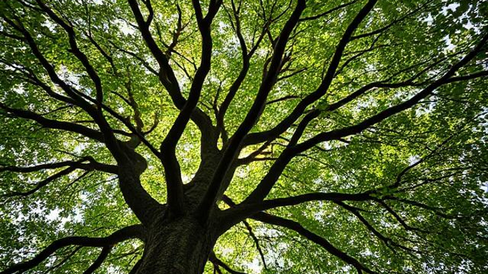 EIn Baum von unten in die Baumkrone fotografiert als Symbol für eine Kirche, die aufblüht